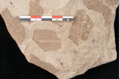 Foto (Detailansicht) von Taeniopteris vittata (NHMW-GEO-2024-0188-10568)